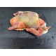 Jeune pigeon