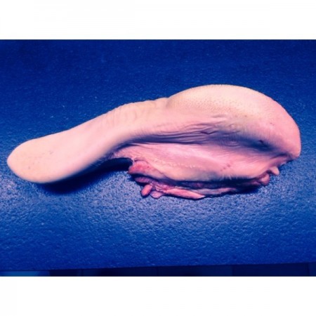 Langue de boeuf fraîche